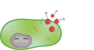 le VIH sort de la cellule CD4